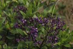 Hedyotis articularis subsp. santapaui